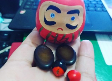 Daruma para a vida